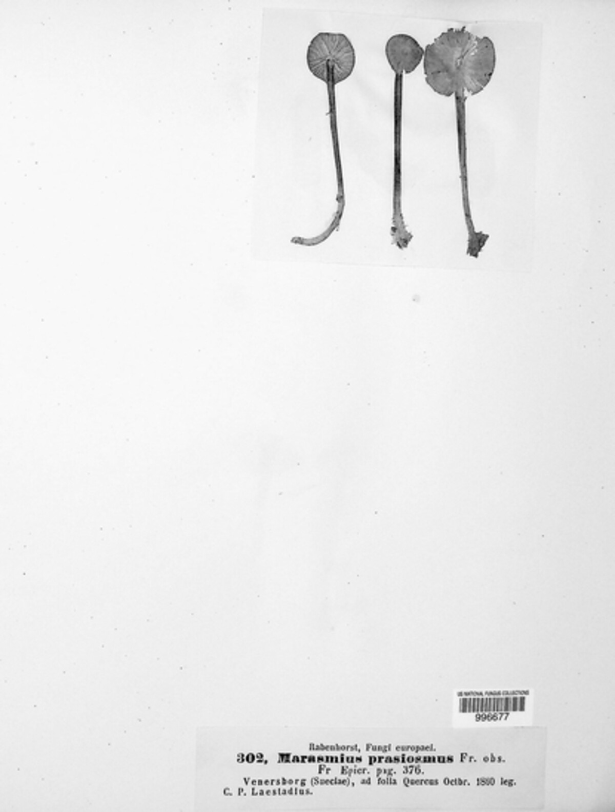 Mycetinis prasiosmus image